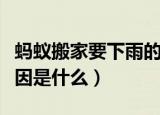 蚂蚁搬家要下雨的原因（蚂蚁搬家要下雨的原因是什么）