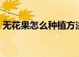无花果怎么种植方法（无花果如何种植方法）