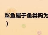 鲨鱼属于鱼类吗为什么（鲨鱼属于鱼类的原因）