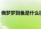 做梦梦到鱼是什么征兆（梦到鱼有什么征兆）