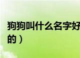 狗狗叫什么名字好听（狗狗名字有哪些是好听的）