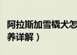 阿拉斯加雪橇犬怎么养（阿拉斯加雪橇犬怎么养详解）