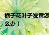 栀子花叶子发黄怎么办啊（栀子花叶子发黄怎么办）