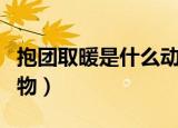 抱团取暖是什么动物（抱团取暖说的是哪种动物）