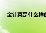 金针菜是什么样的图案（金针菜是什么）