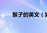 猴子的英文（如何用英语表达猴子）