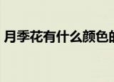 月季花有什么颜色的（月季花的颜色有哪些）