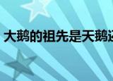 大鹅的祖先是天鹅还是野燕麦（大鹅的祖先）