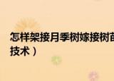 怎样架接月季树嫁接树苗的方法和技术（嫁接树苗的方法和技术）