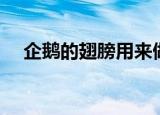 企鹅的翅膀用来做什么（企鹅可以飞吗）