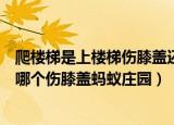 爬楼梯是上楼梯伤膝盖还是下楼梯伤膝盖（上楼梯和下楼梯哪个伤膝盖蚂蚁庄园）