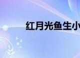 红月光鱼生小鱼过程（红月光鱼）