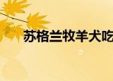 苏格兰牧羊犬吃什么（吃的食物介绍）