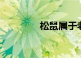 松鼠属于老鼠吗（松鼠属）