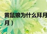 黄鼠狼为什么拜月科学解释（黄鼠狼为什么拜月）