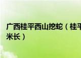 广西桂平西山挖蛇（桂平西山附近一座山挖出140岁蛇精 16米长）