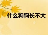 什么狗狗长不大（这几类狗狗都长不大）