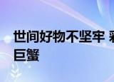 世间好物不坚牢 彩云易散琉璃脆 形容敏感的巨蟹