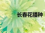 长春花播种（长春花如何播种）