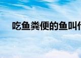 吃鱼粪便的鱼叫什么鱼（清道夫鱼介绍）
