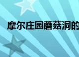 摩尔庄园蘑菇洞的秘密（摩尔庄园蘑菇洞）