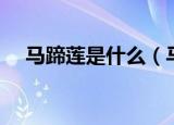 马蹄莲是什么（马蹄莲属于什么植物呢）