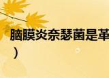 脑膜炎奈瑟菌是革兰氏阳性还是阴性（脑膜炎）