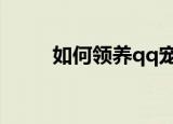如何领养qq宠物（领宠物的方法）