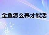 金鱼怎么养才能活（金鱼怎么养才能活推荐）