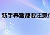 新手养猪都要注意什么（新手养猪注意事项）
