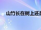 山竹长在树上还是地上（是长在树上的）
