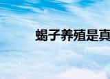 蝎子养殖是真是假（养蝎子骗局）