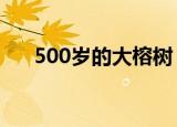 500岁的大榕树（1100岁古榕树倒塌）