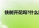 铁树开花吗?什么时候开花（铁树开花吗）