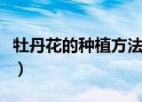 牡丹花的种植方法及养护（牡丹花的怎么种植）