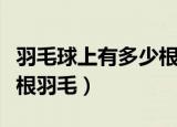 羽毛球上有多少根羽毛（一个羽毛球标准多少根羽毛）