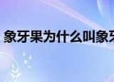 象牙果为什么叫象牙果（象牙果是什么东西）