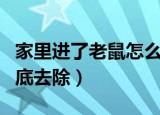 家里进了老鼠怎么办（家里有老鼠怎么才能彻底去除）