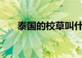 泰国的校草叫什么（泰国校花pump）