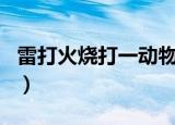 雷打火烧打一动物生肖（雷劈火烧是什么生肖）