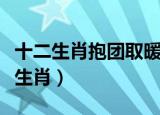 十二生肖抱团取暖是什么生肖（报团取暖打一生肖）