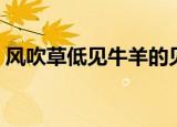 风吹草低见牛羊的见是什么意思（详情如下）