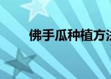 佛手瓜种植方法（如何种植佛手瓜）