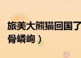 旅美大熊猫回国了吗（官方回应旅美大熊猫瘦骨嶙峋）