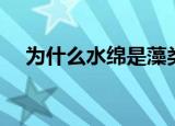 为什么水绵是藻类植物（水绵简单介绍）