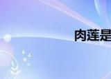 肉莲是什么（肉莲）