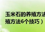玉米石的养殖方法6个技巧（关于玉米石的养殖方法6个技巧）