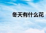 冬天有什么花（各自的特点是什么）