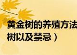 黄金树的养殖方法和注意事项（如何养护黄金树以及禁忌）
