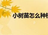 小树苗怎么种植（小树苗如何种植）